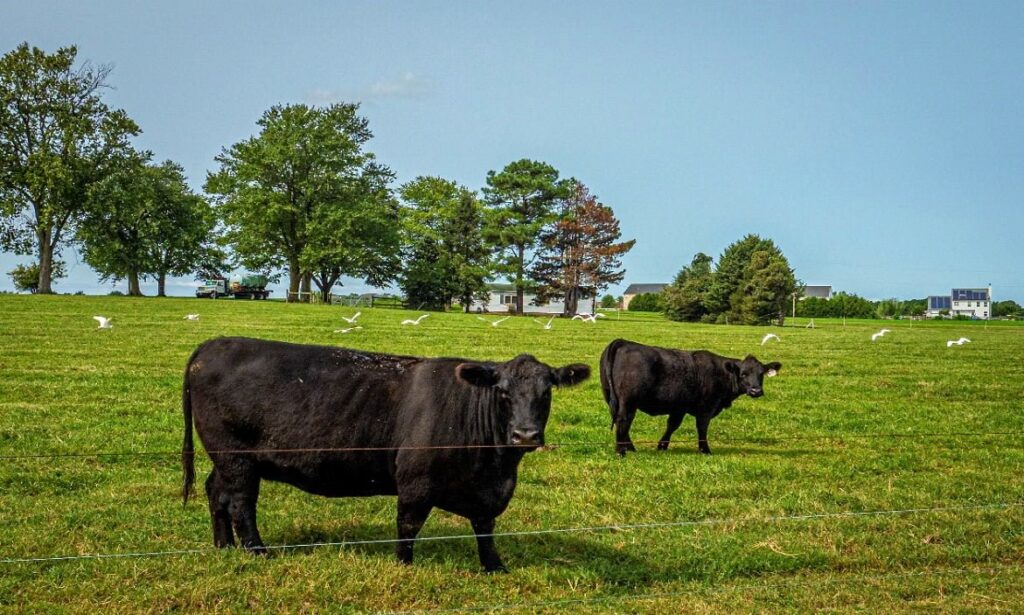 Aberdeen Angus