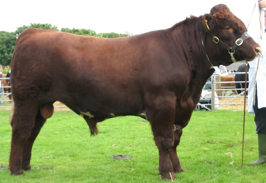 Shorthorn